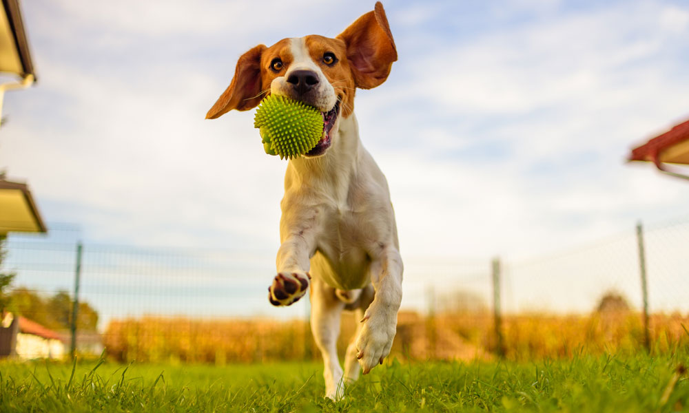 Dog Toys Catch, Fetch, and other Fun Games for Your Dog Blog Image