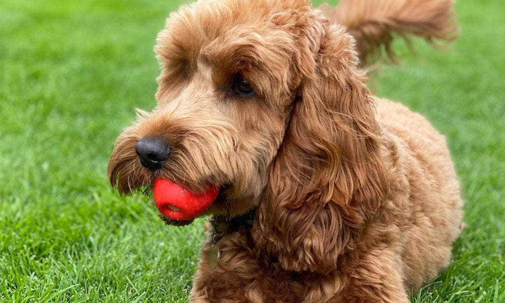 Dog Toys Better Behaved Dogs Play with Toys Blog Image