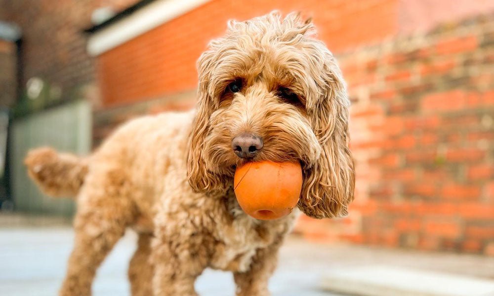 How Chew Toys can Help with Puppy Training - Natural Rubber Toys