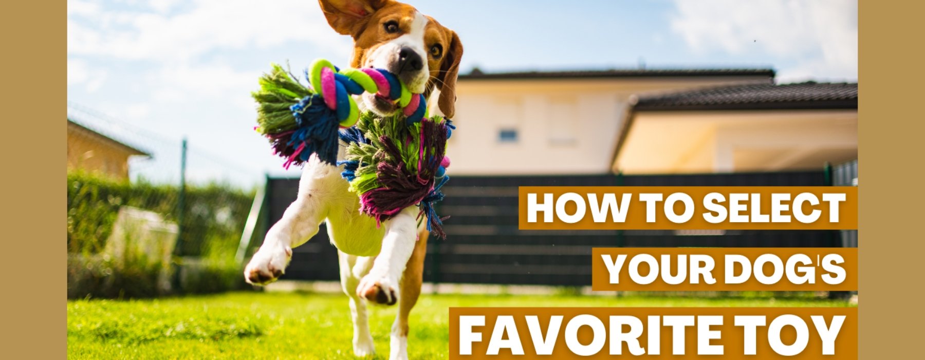 How to Select Your Dog's Favorite Toy - Natural Rubber Toys