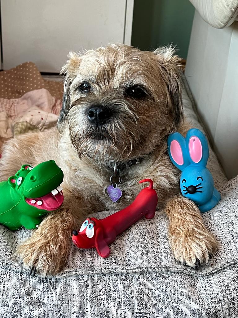 Pet Teething Toys - Chicken, Dog & Goose Toys | Natural Rubber Toys