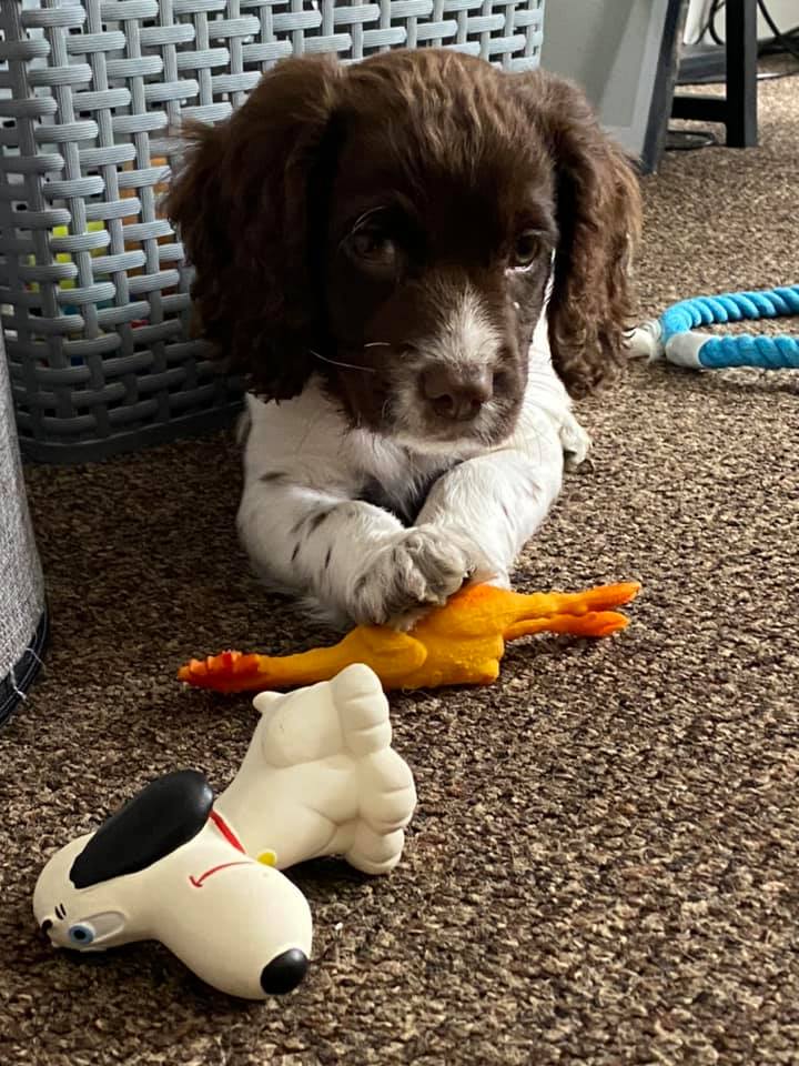 Teething Toys For puppy - Duck &amp; Chick Toy | Natural Rubber Toys