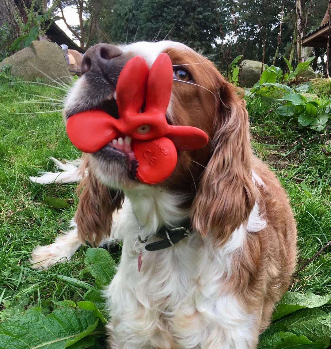 Propeller Red Pet toy - Natural Rubber Toys